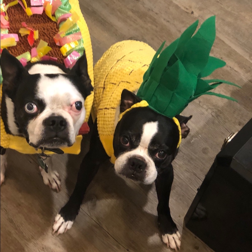 🎃 NWT Pineapple Dog Halloween Costume